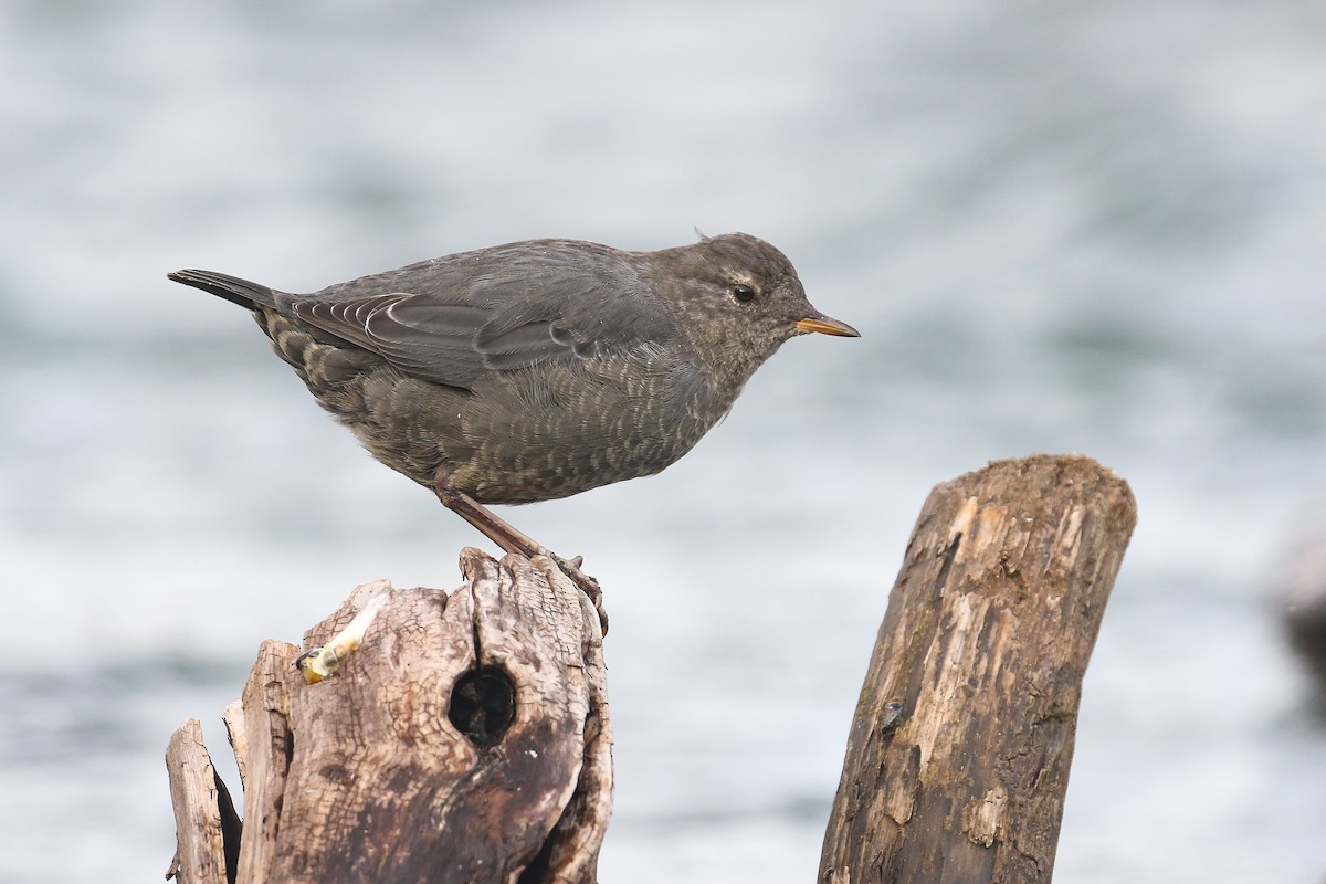 American Dipper - Ethan Denton