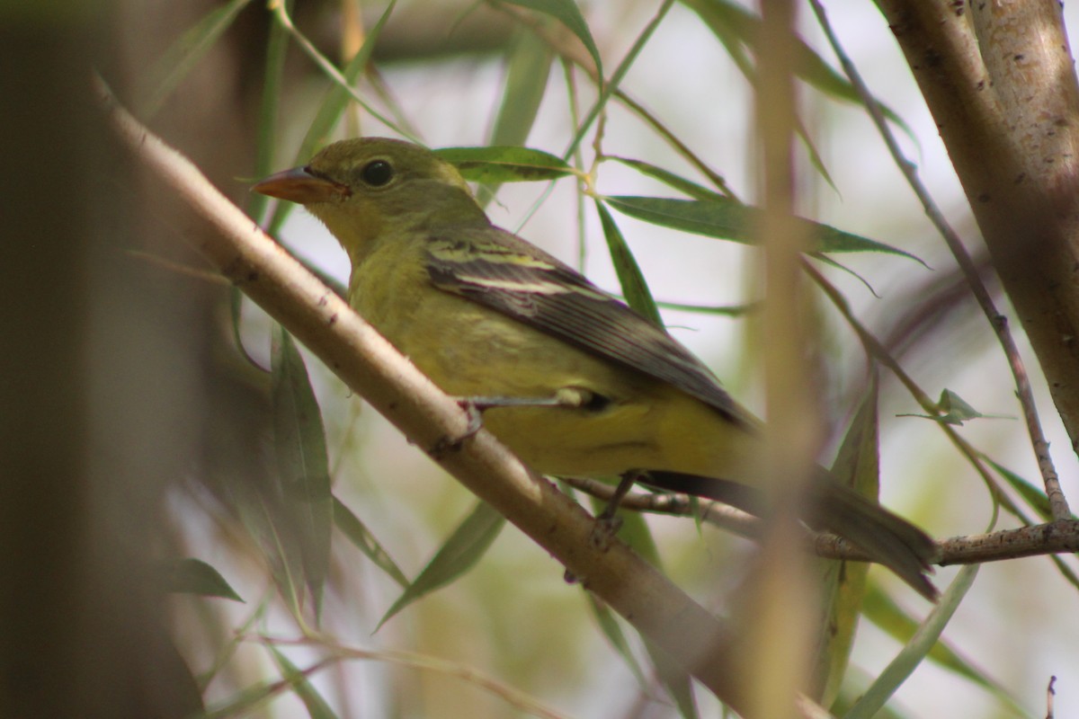 Western Tanager - ML486902911