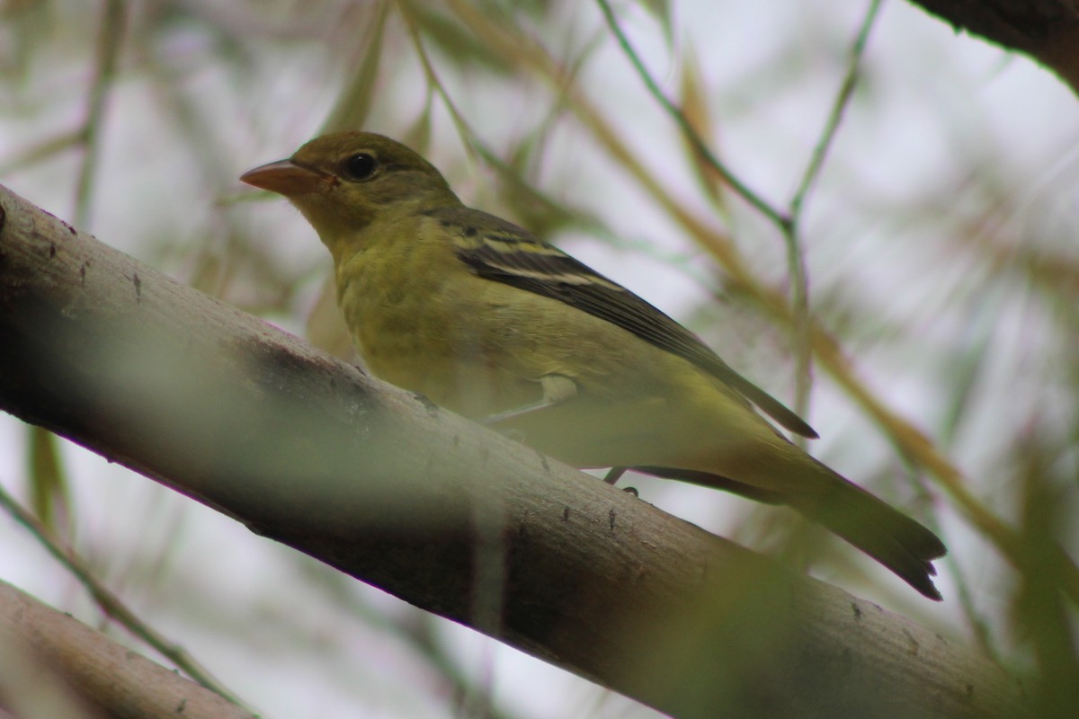 Western Tanager - ML486902931