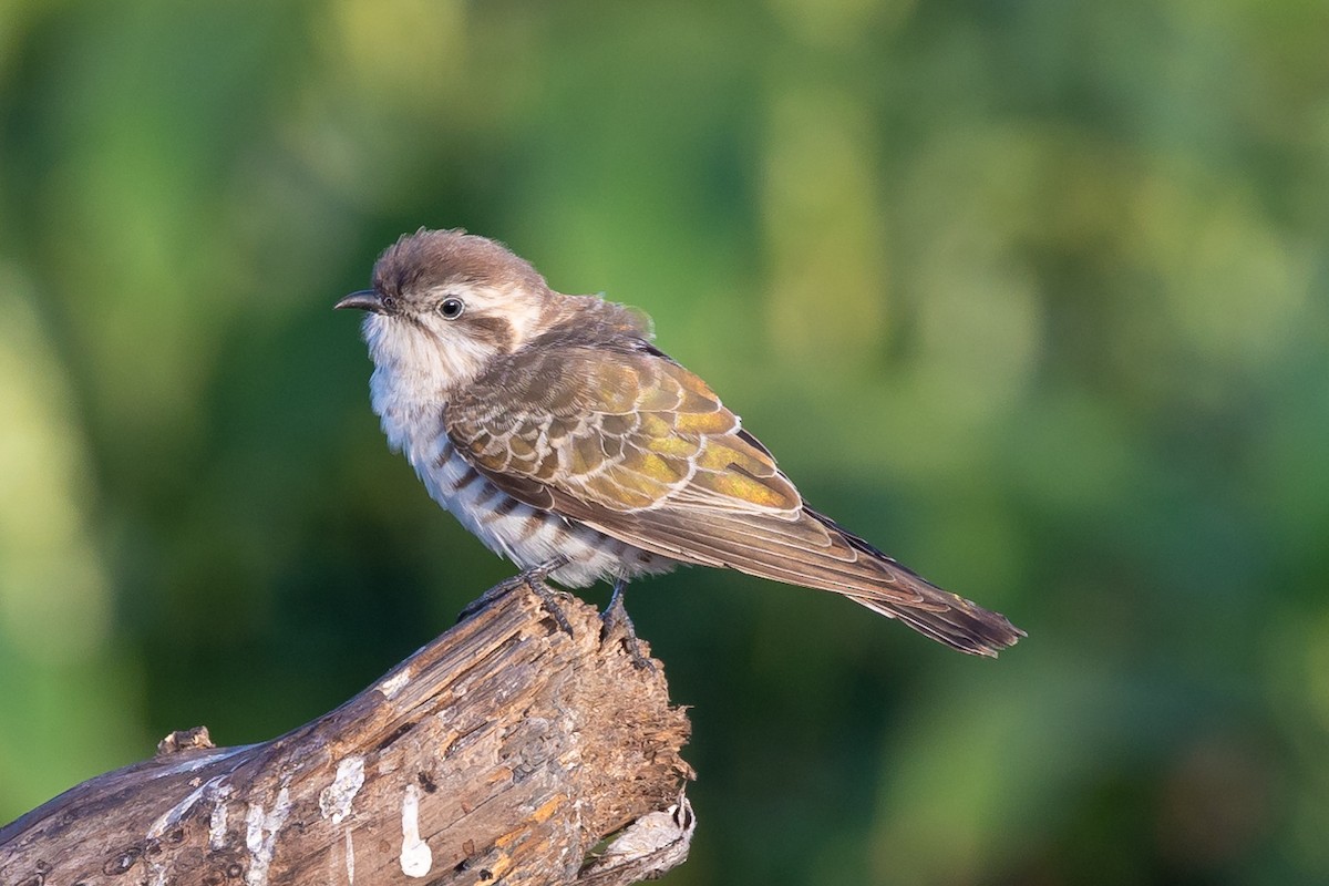 Horsfield's Bronze-Cuckoo - ML486903361