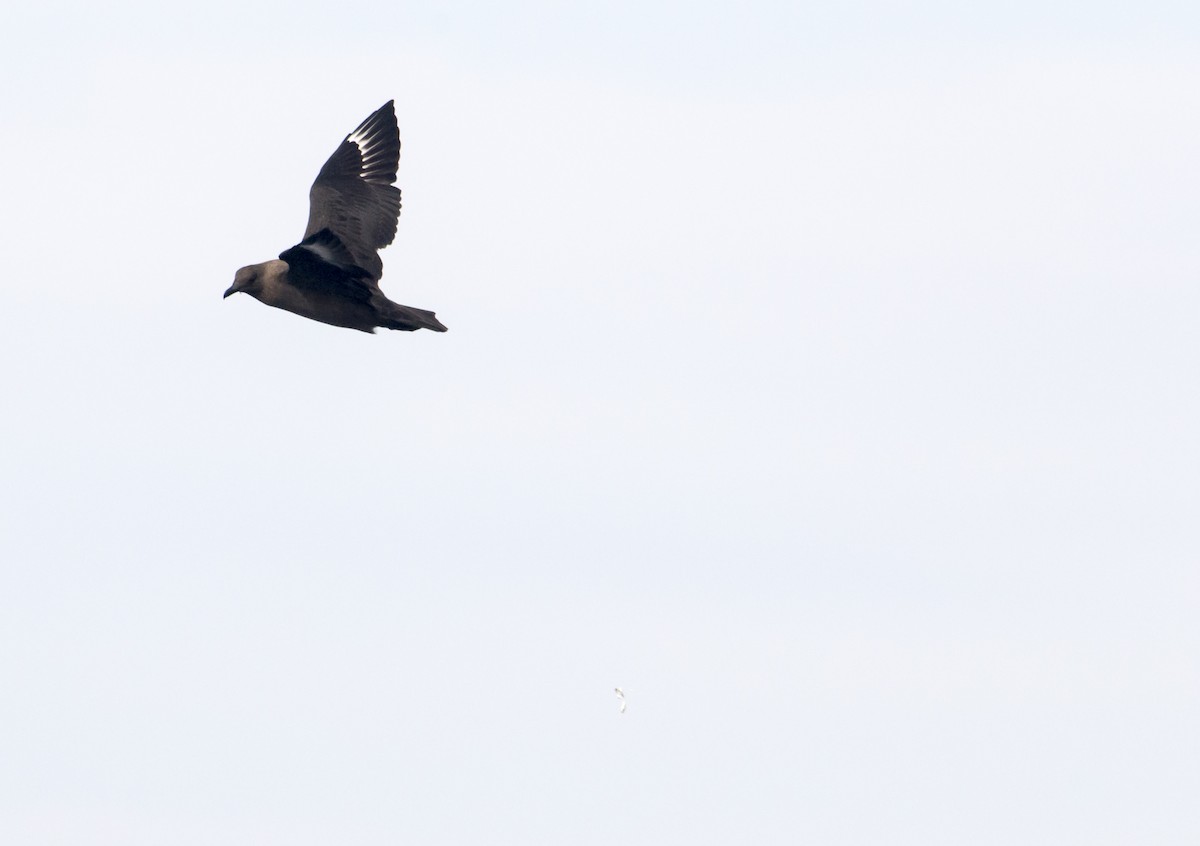 South Polar Skua - ML486903661