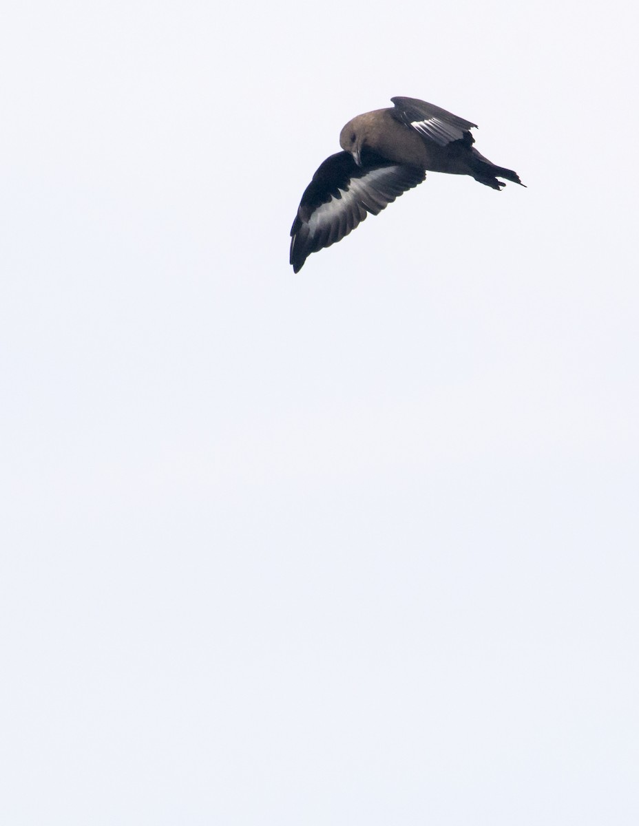 South Polar Skua - ML486903671