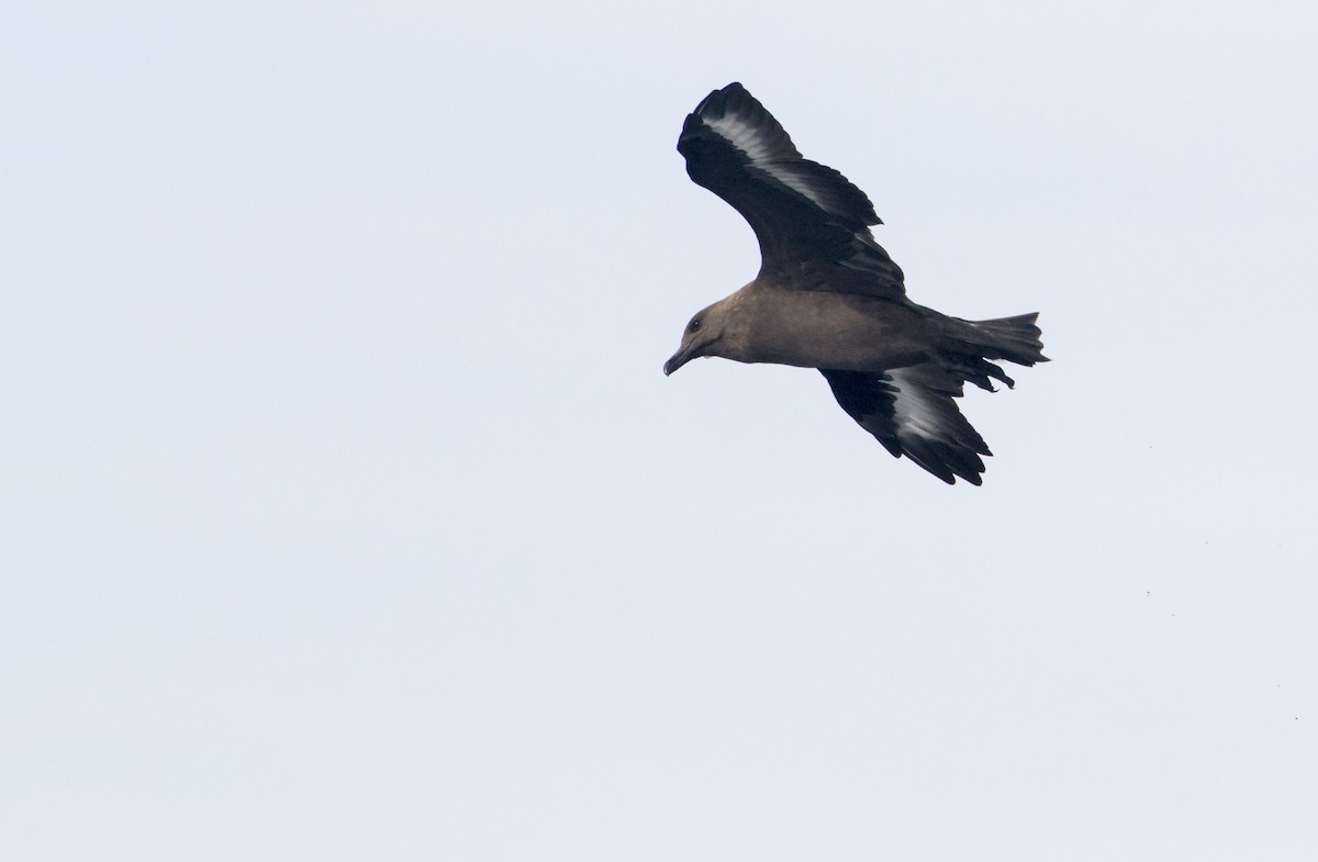 South Polar Skua - ML486903681