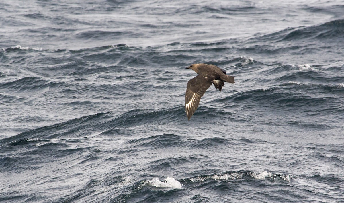 South Polar Skua - ML486903691