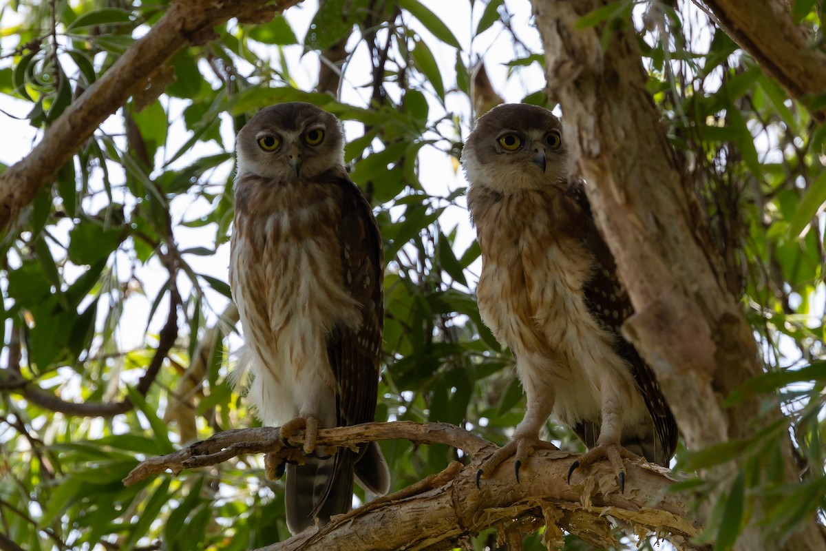 Barking Owl - Dana Cameron