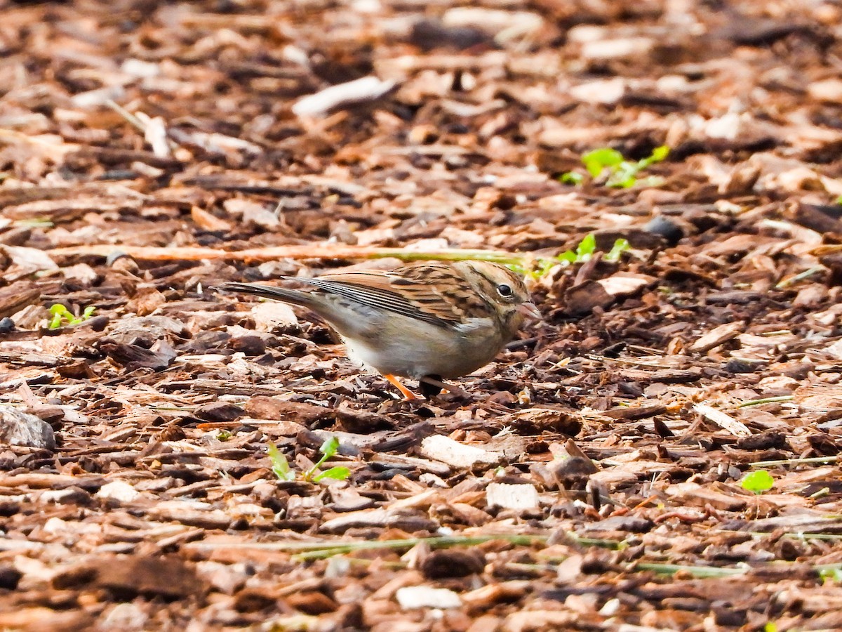 Chipping Sparrow - ML486906571