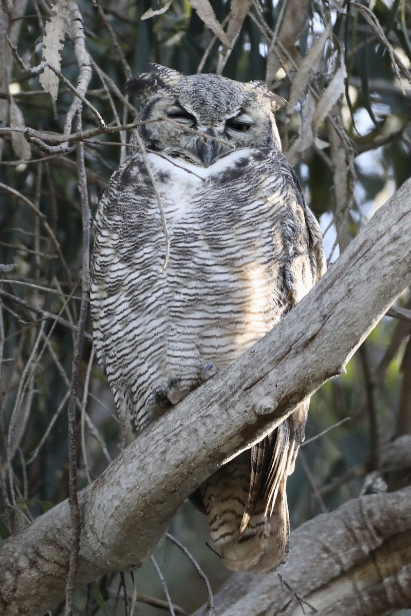 Great Horned Owl - ML486907461