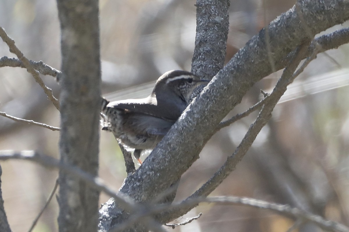 Bewick's Wren - ML486908671