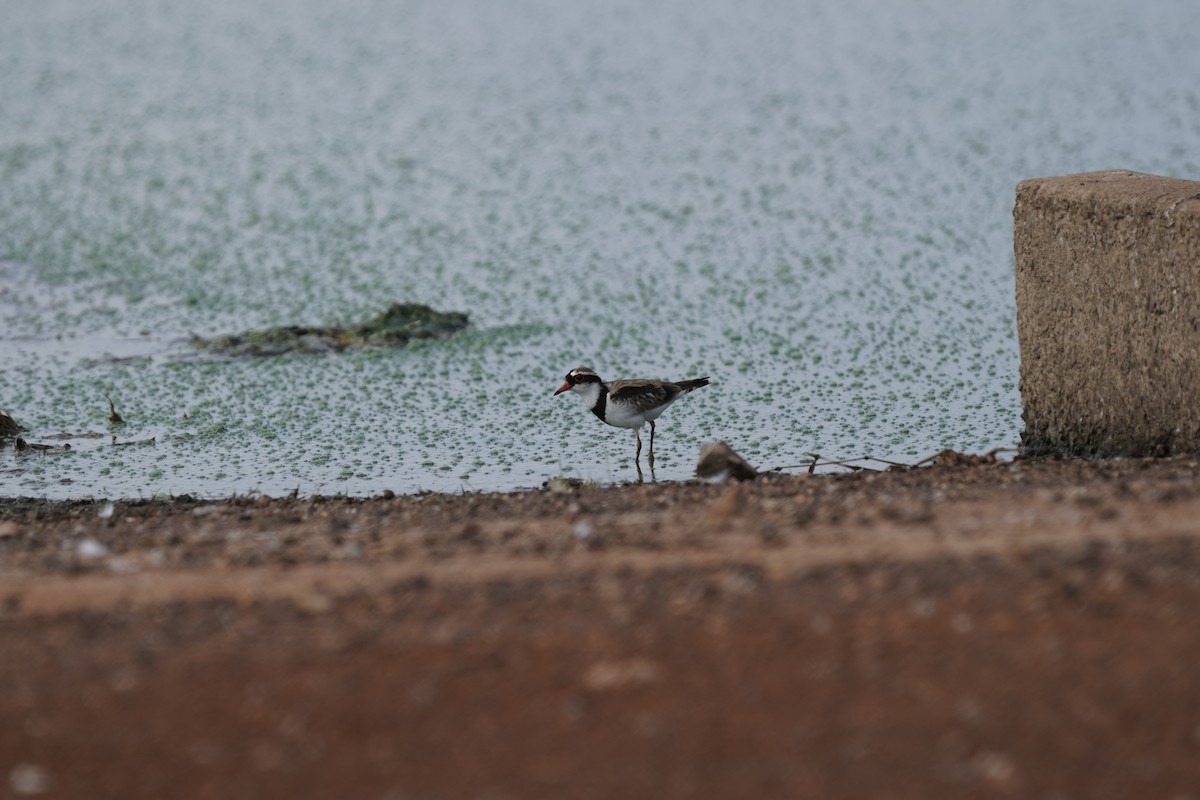 Black-fronted Dotterel - ML486908991