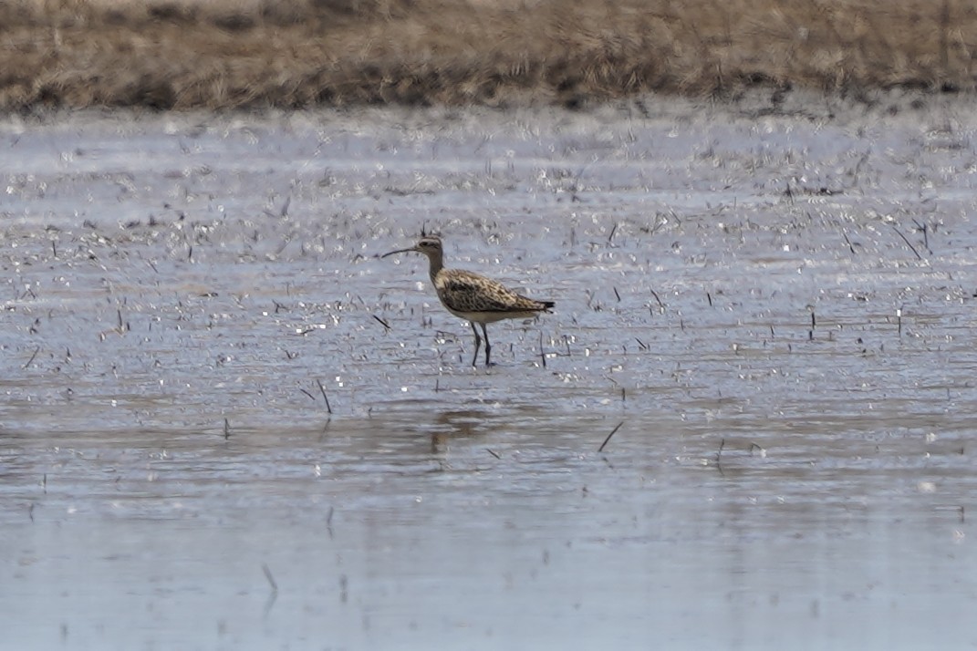 Little Curlew - Joshua Moody