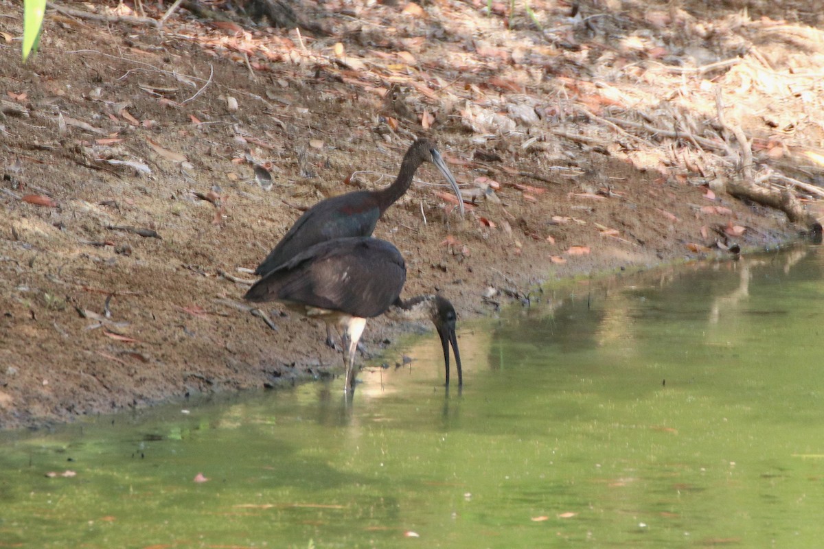 ibis hnědý - ML486914681