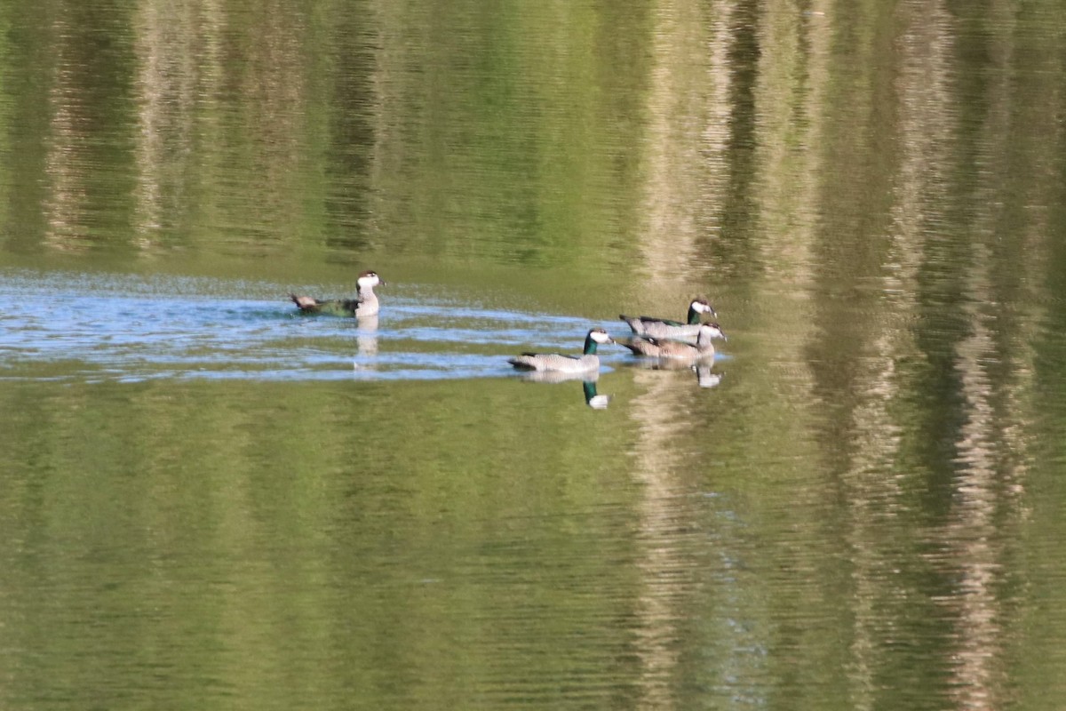 Green Pygmy-Goose - James Lambert