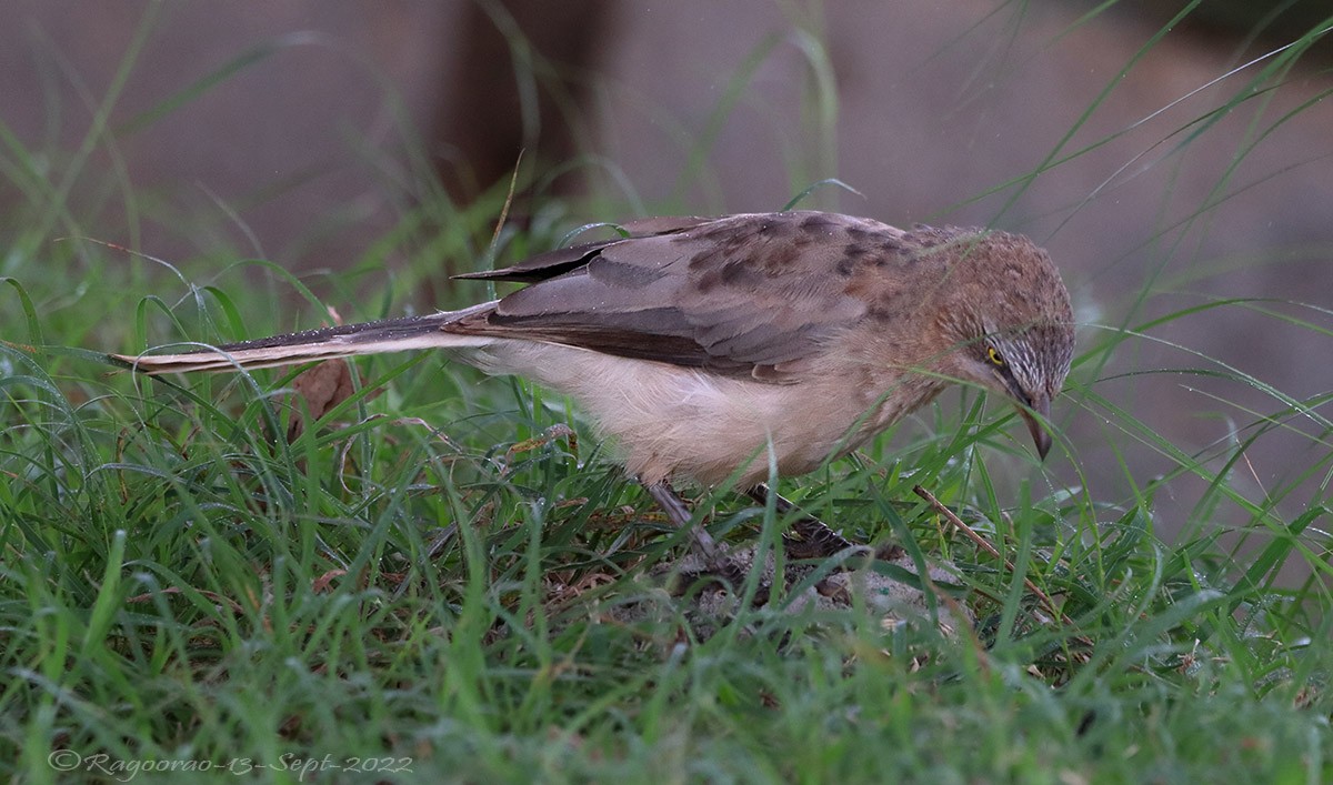 Large Gray Babbler - Ragoo  Rao