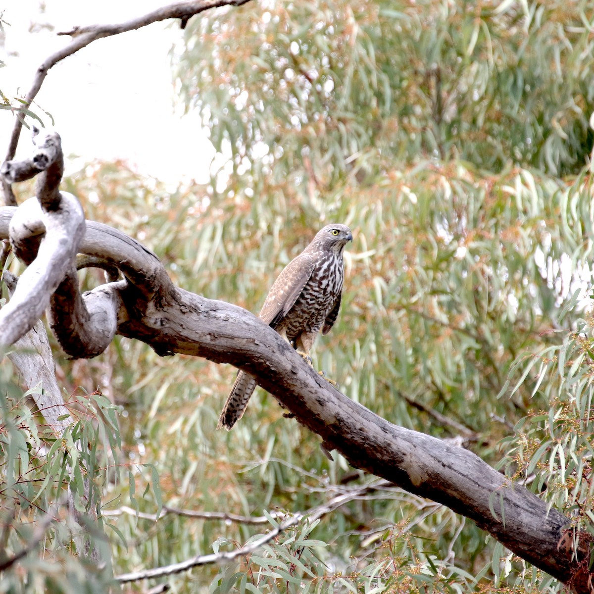 Brown Goshawk - ML486915671