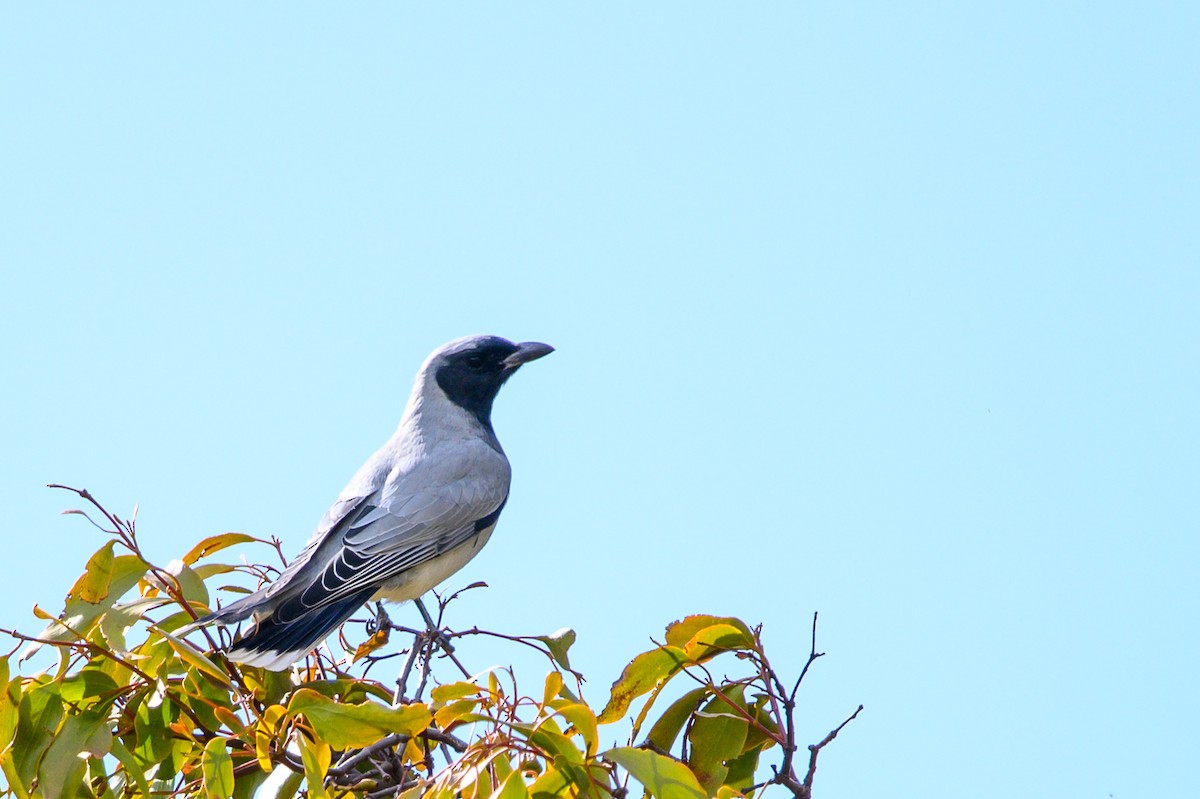 Black-faced Cuckooshrike - ML486915961