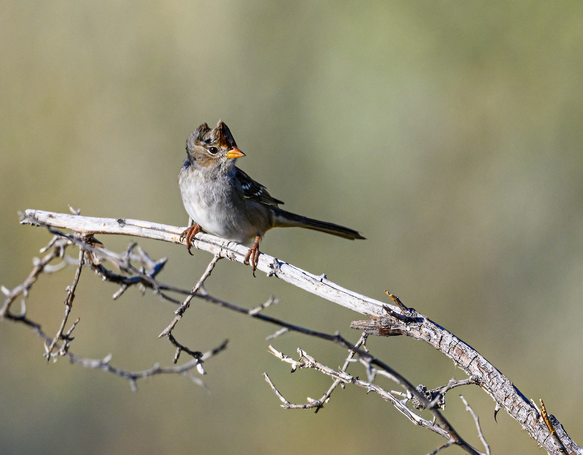 White-crowned Sparrow - ML486916681