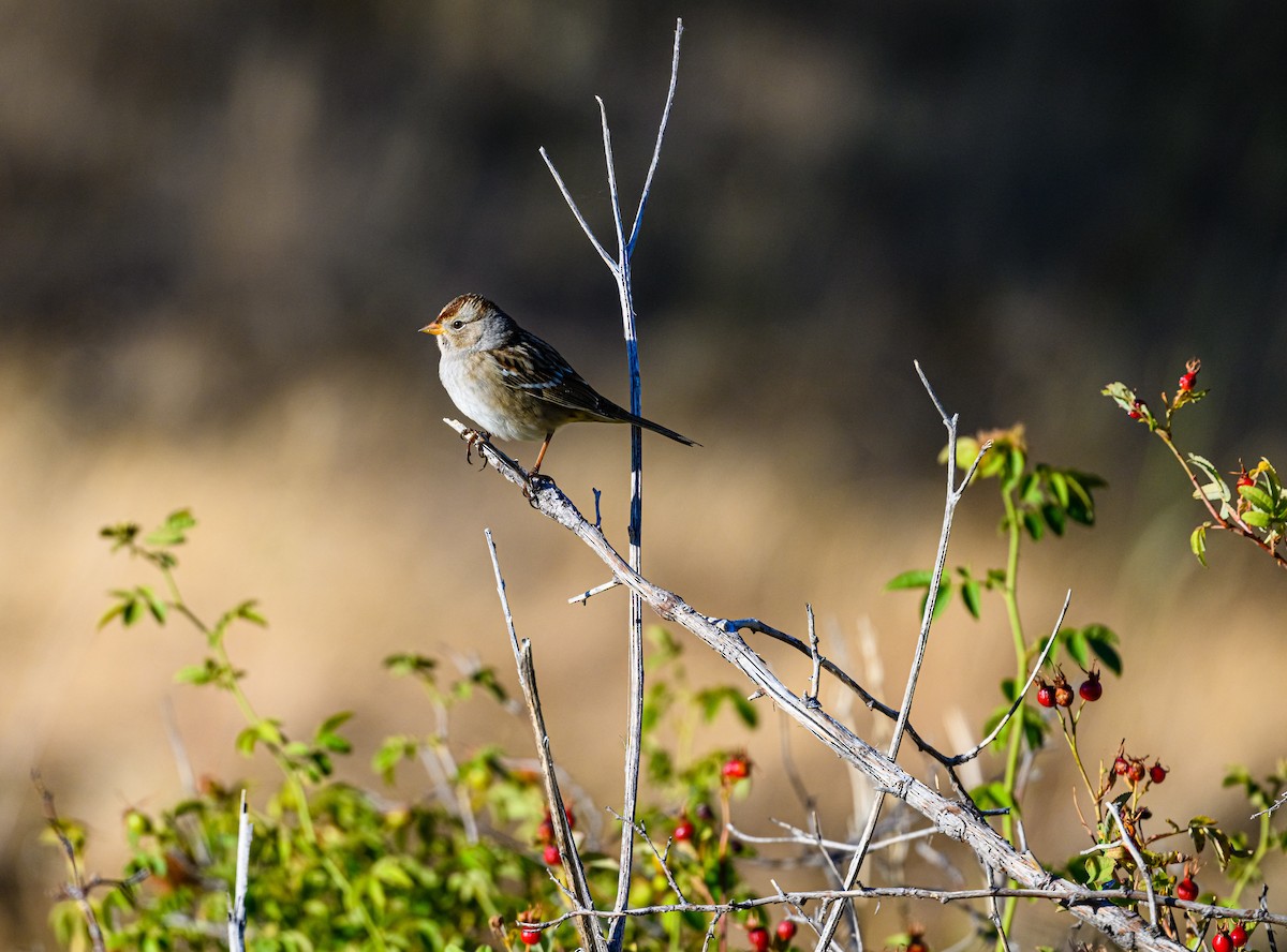 White-crowned Sparrow - ML486916701