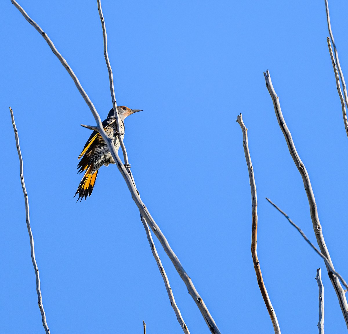 Northern Flicker (Yellow-shafted) - Ken Miracle