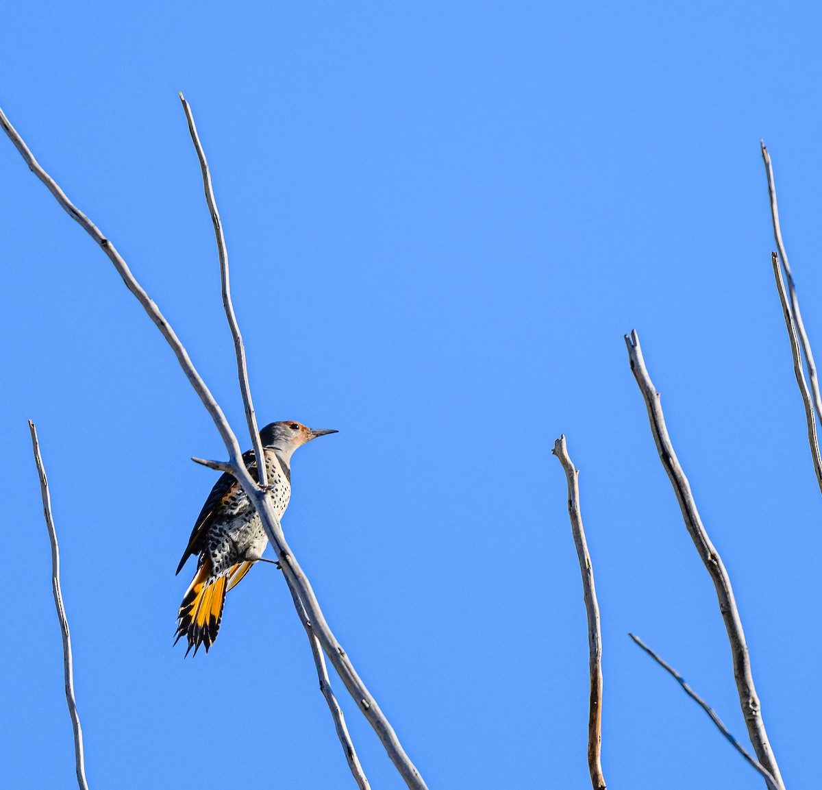 Northern Flicker (Yellow-shafted) - Ken Miracle