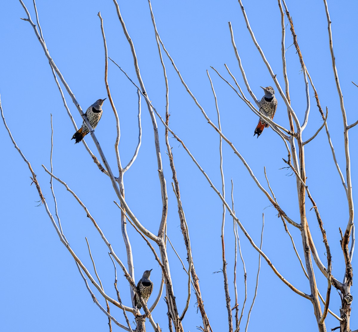 Northern Flicker (Red-shafted) - Ken Miracle