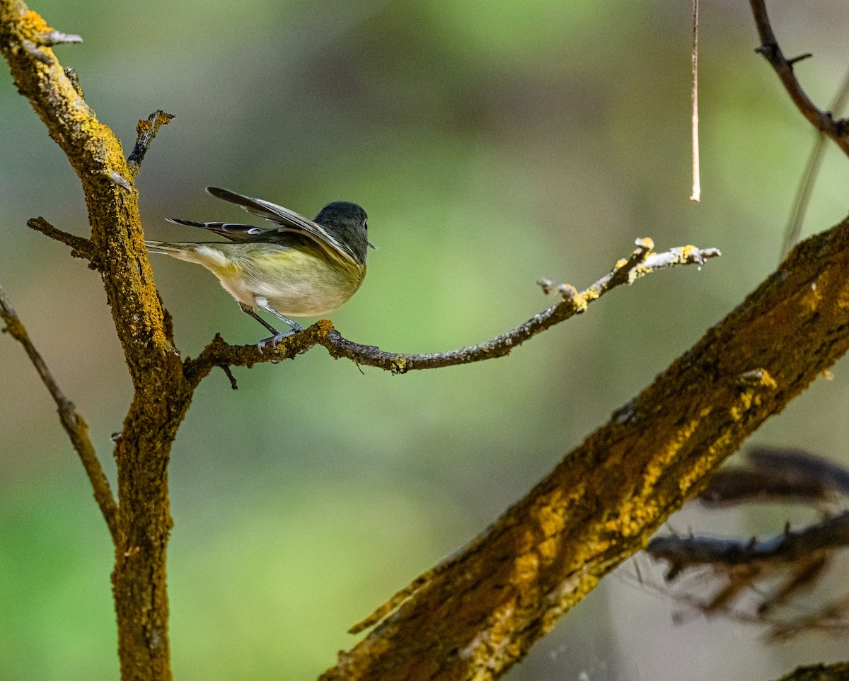 Cassin's Vireo - Ken Miracle