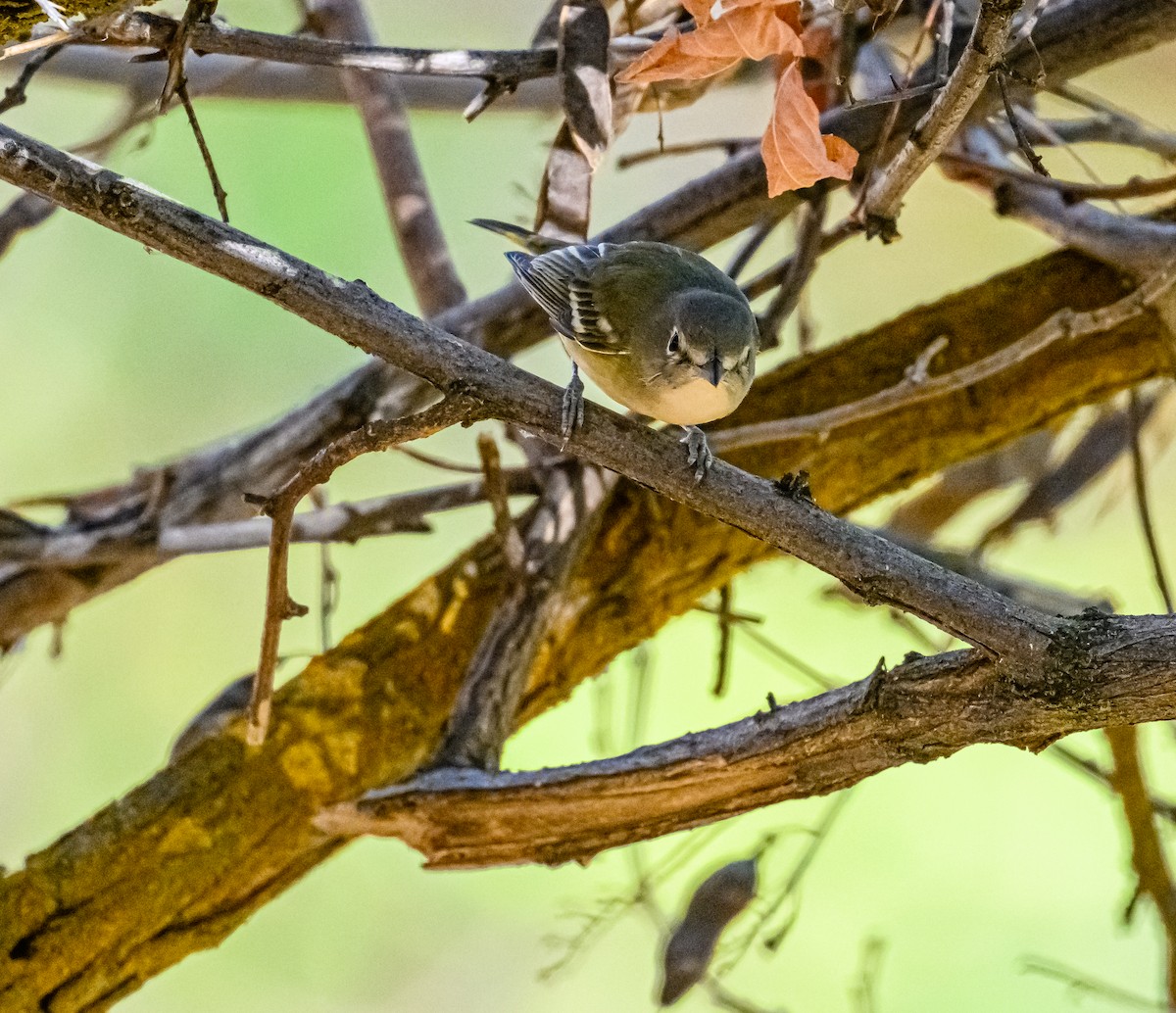 Cassin's Vireo - Ken Miracle