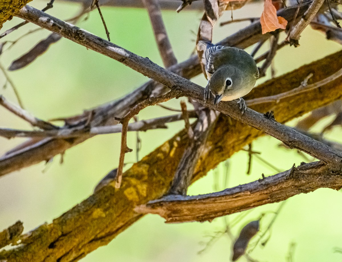 Cassin's Vireo - ML486917111