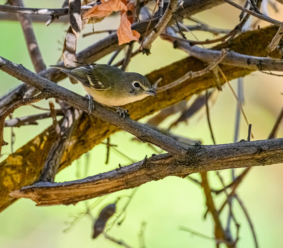 Cassin's Vireo - Ken Miracle