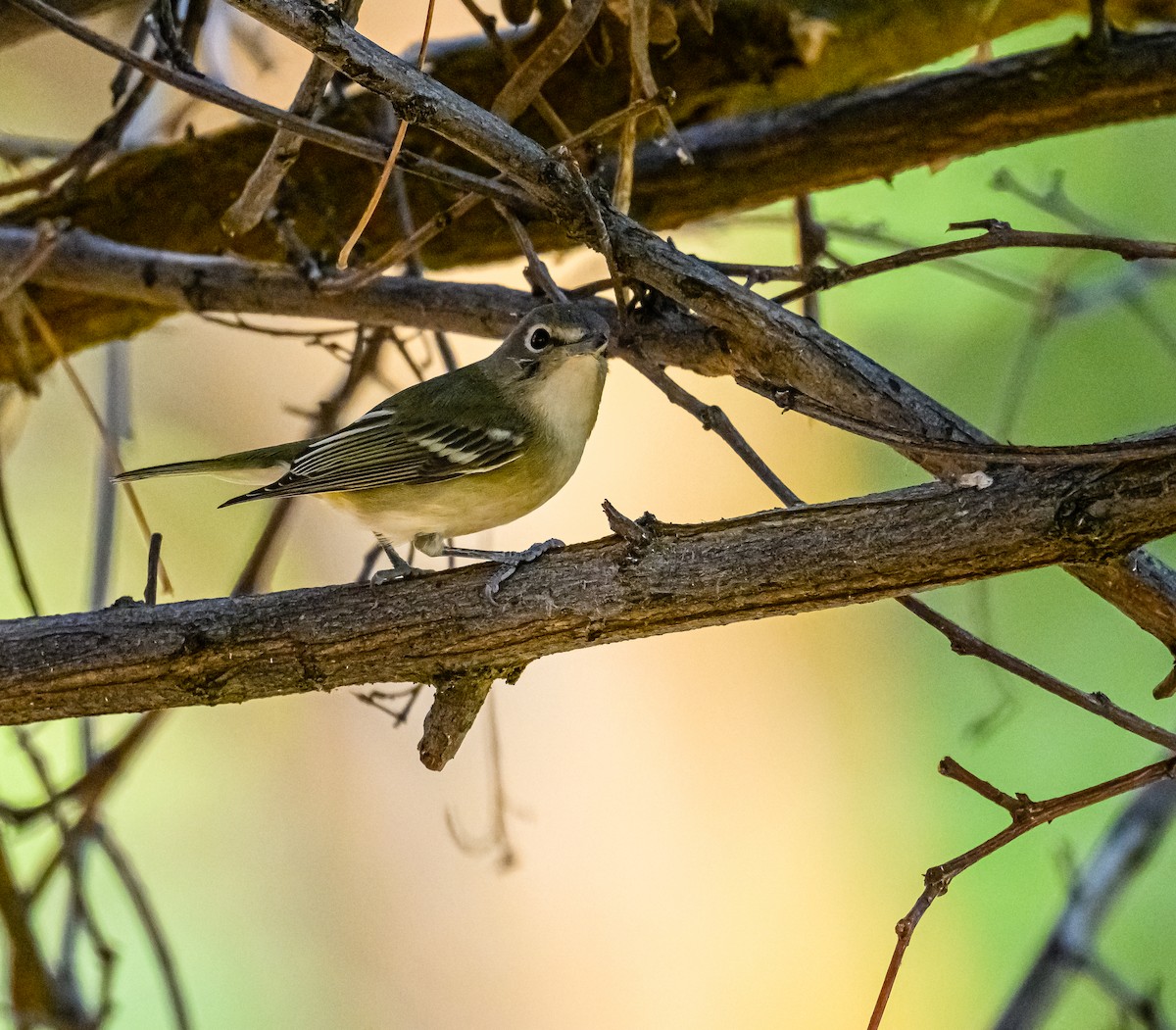 Cassin's Vireo - Ken Miracle