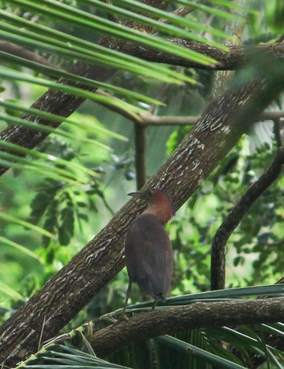 Malayan Night Heron - ML486917141