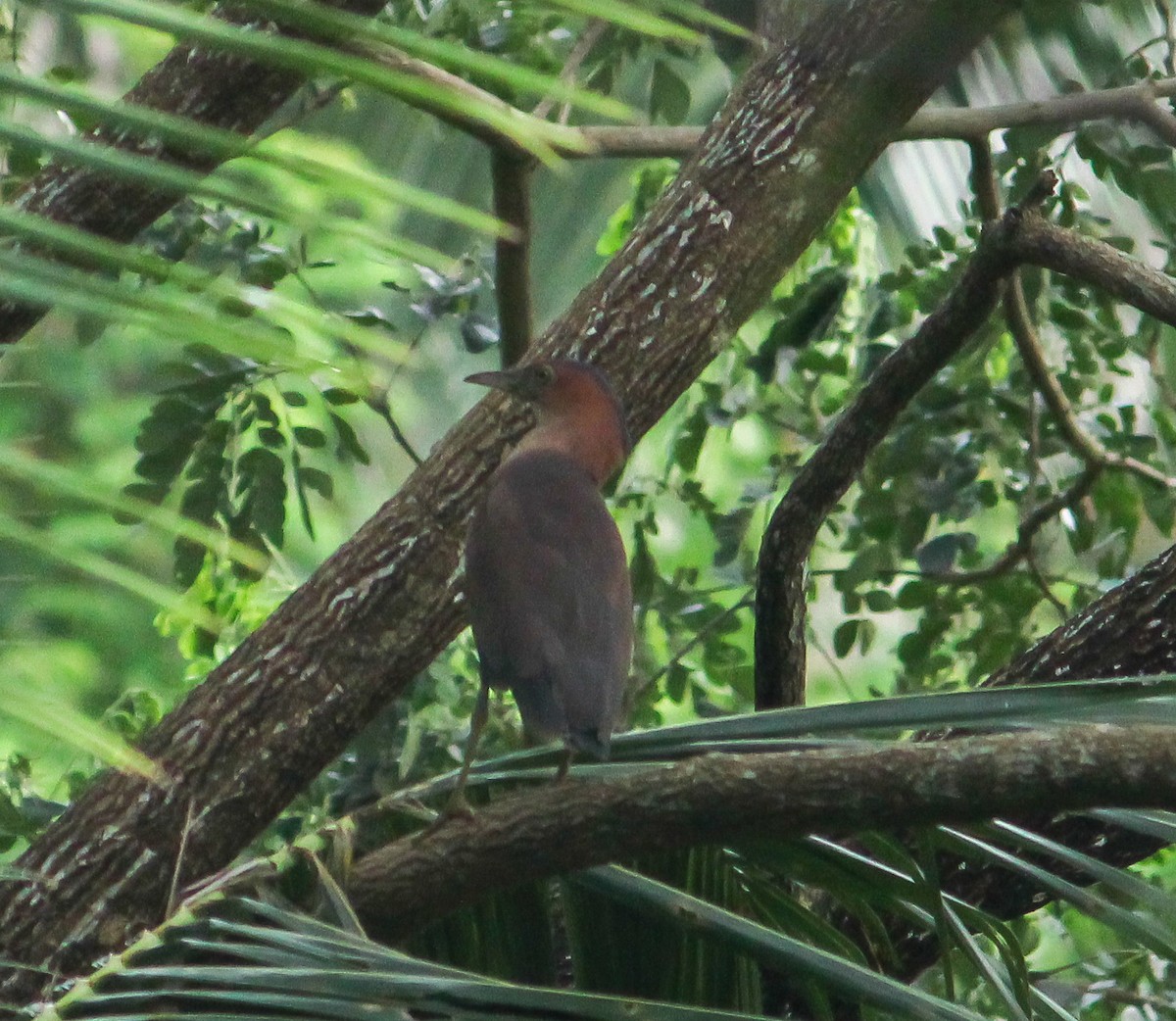 Malayan Night Heron - ML486917151