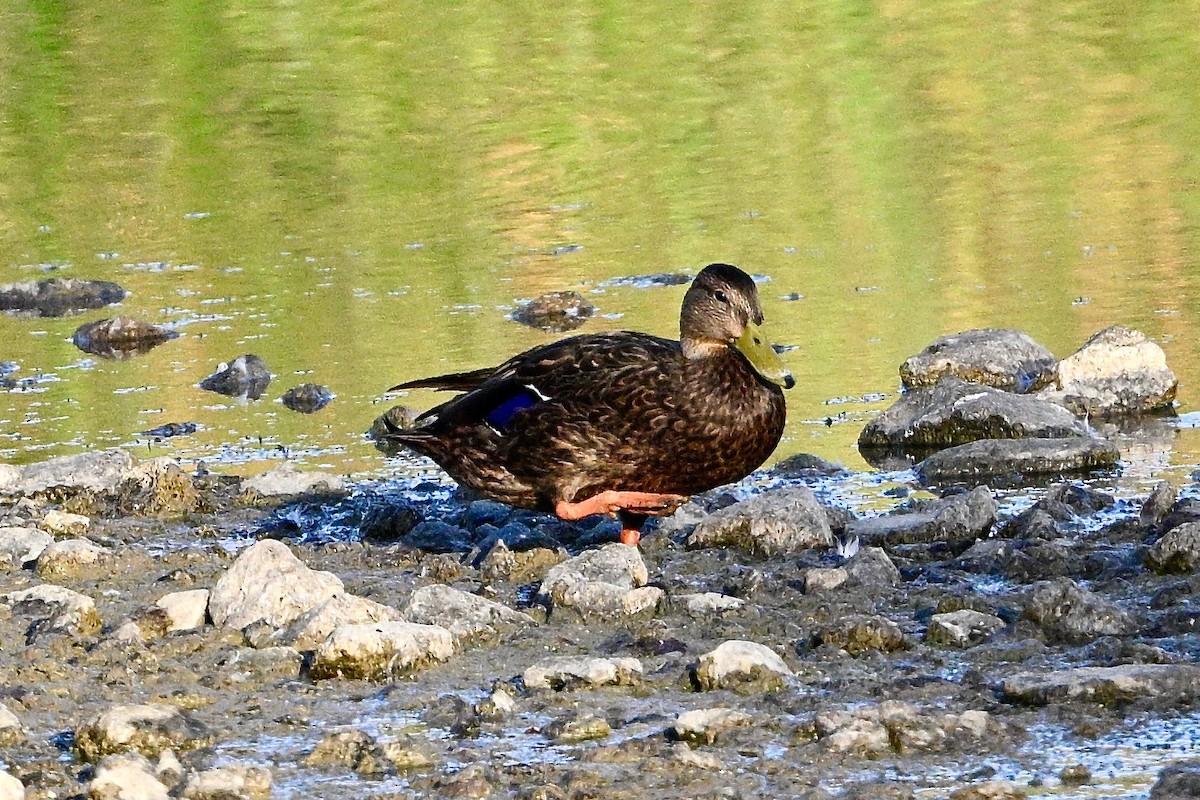 Mexican Duck - ML486917161