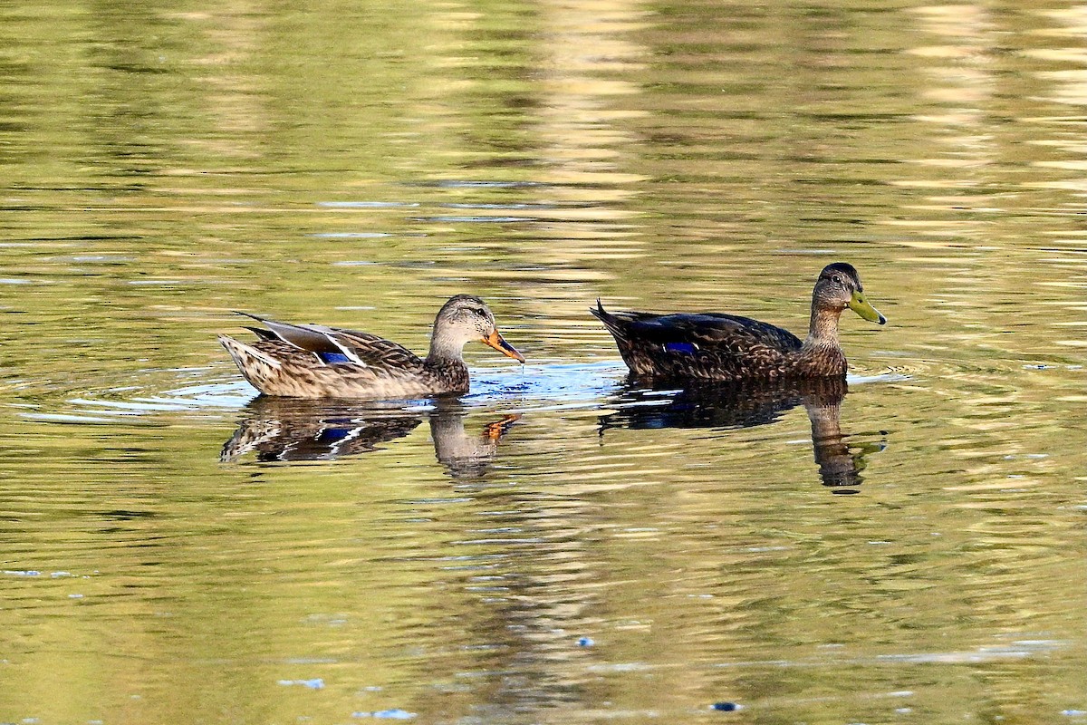 Mexican Duck - ML486917181
