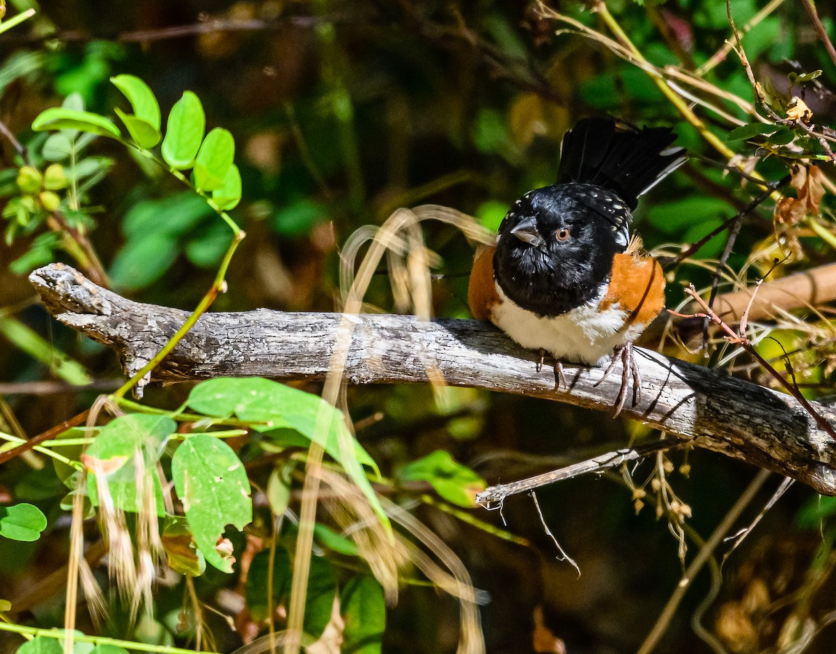 Spotted Towhee - ML486917201