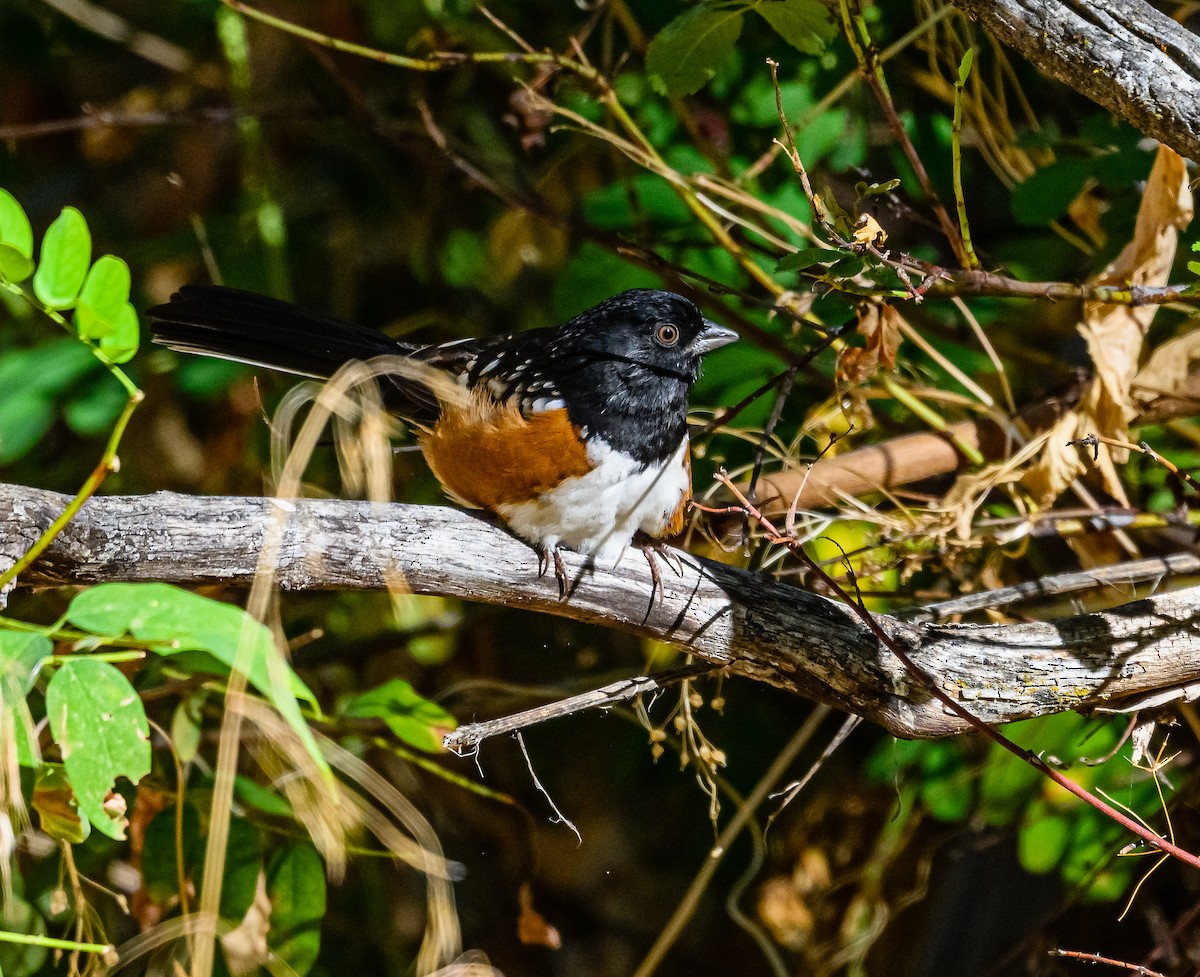 Spotted Towhee - ML486917211