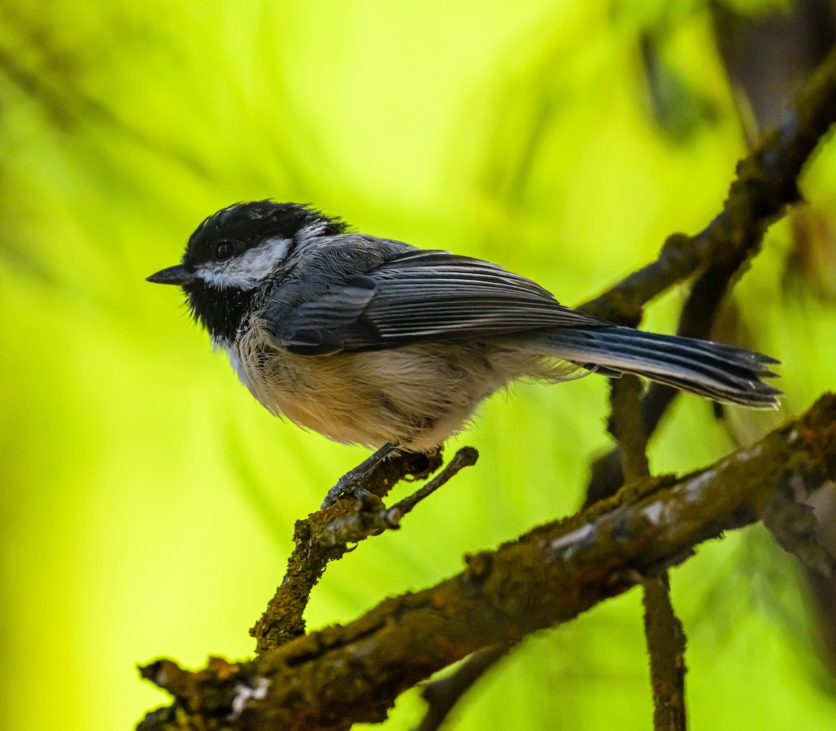 Black-capped Chickadee - Ken Miracle
