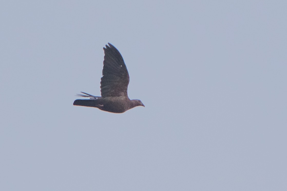 Pale-capped Pigeon - Dipankar Dev