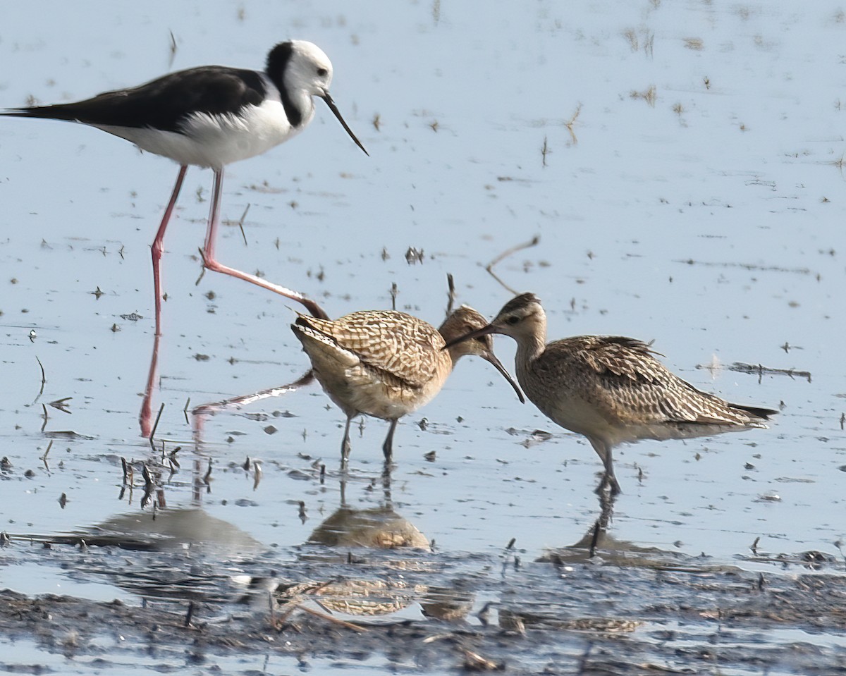 Little Curlew - ML486920251