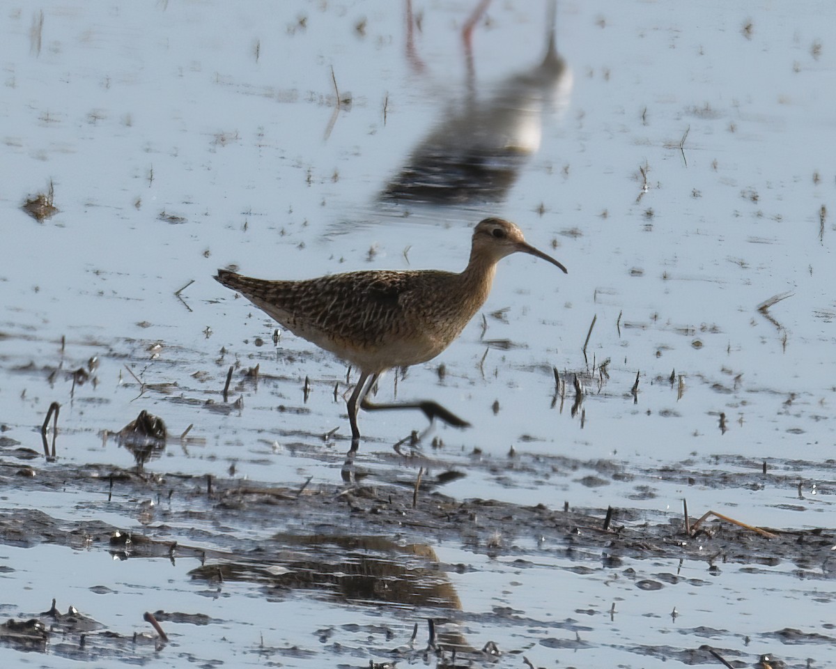 Little Curlew - Frank Lin