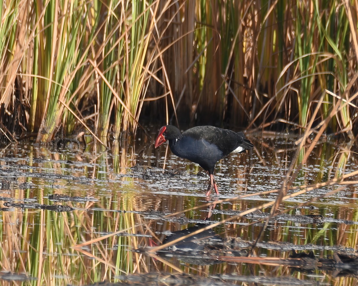 Australasian Swamphen - ML486920281