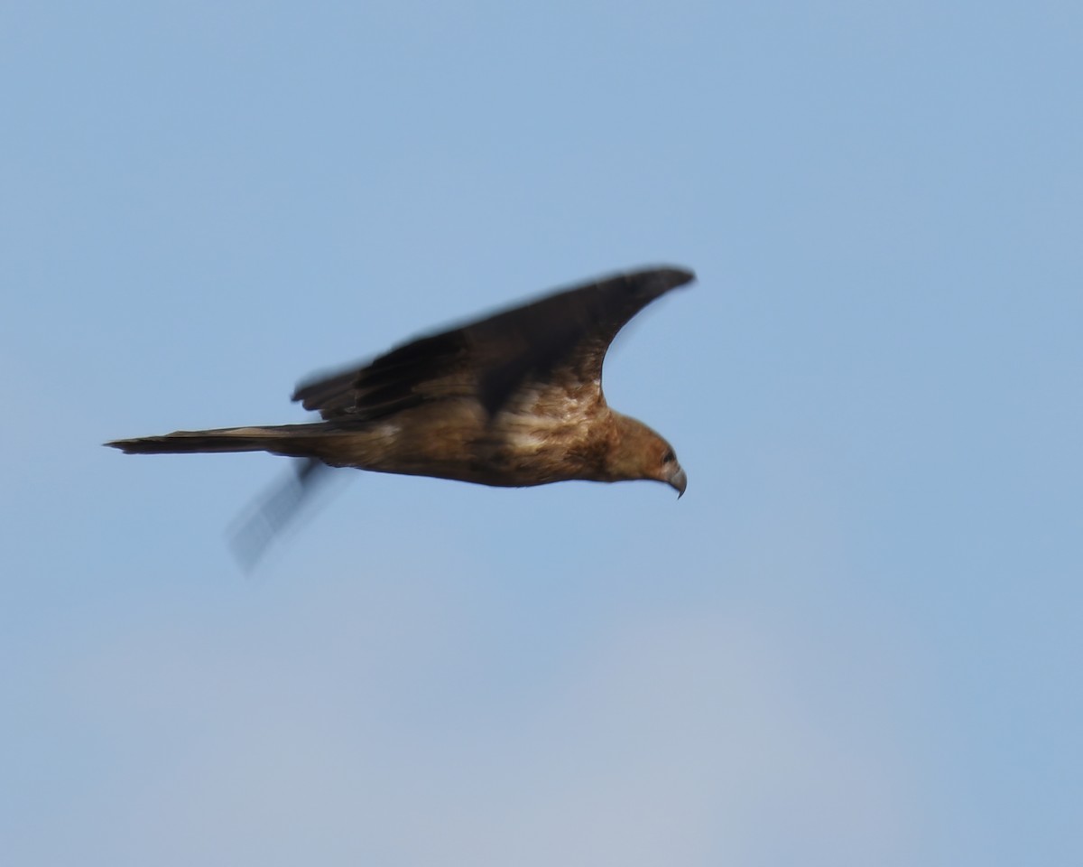 Swamp Harrier - Frank Lin