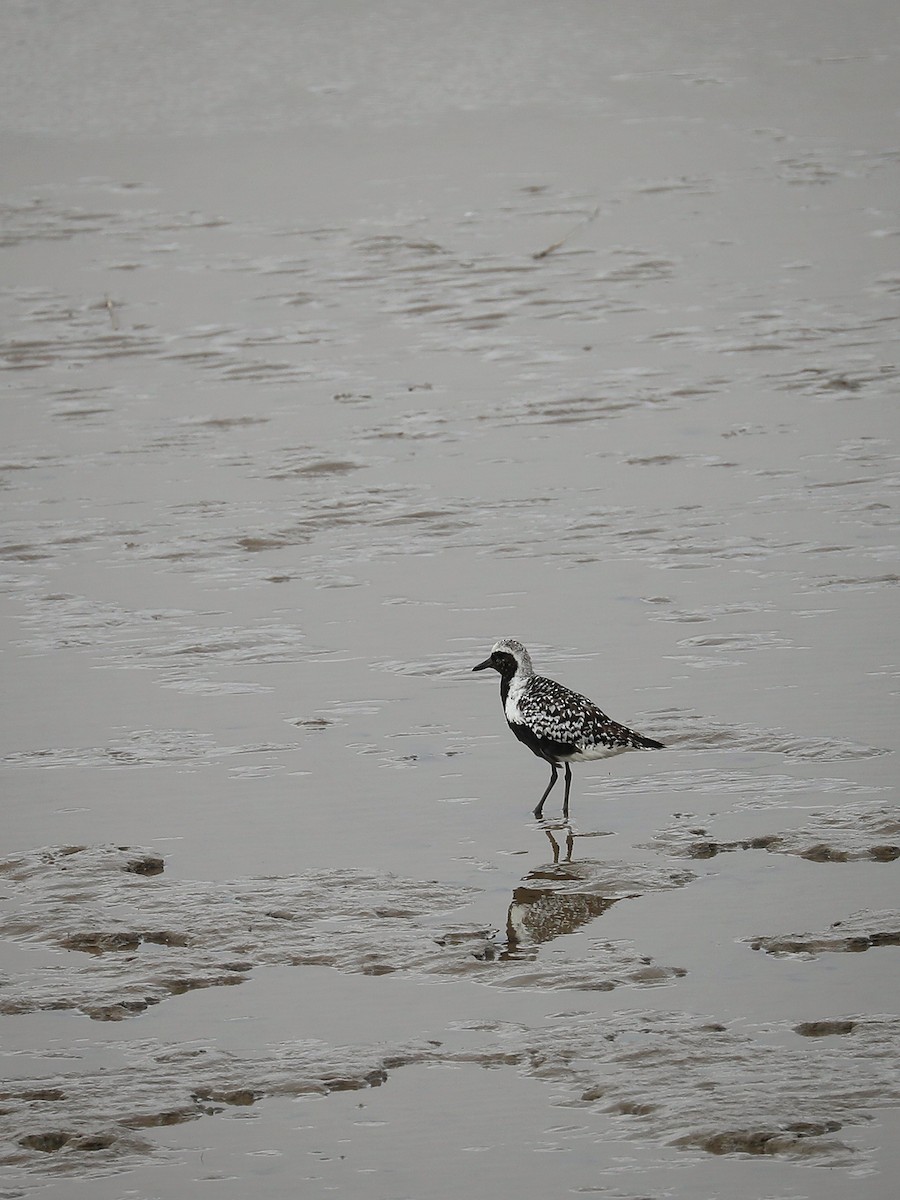 Black-bellied Plover - ML486922041