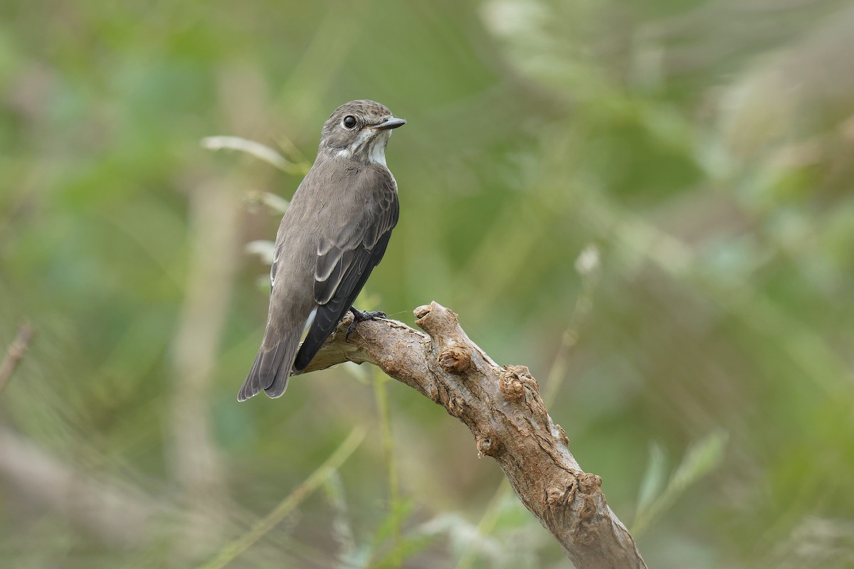 Gray-streaked Flycatcher - ML486925301