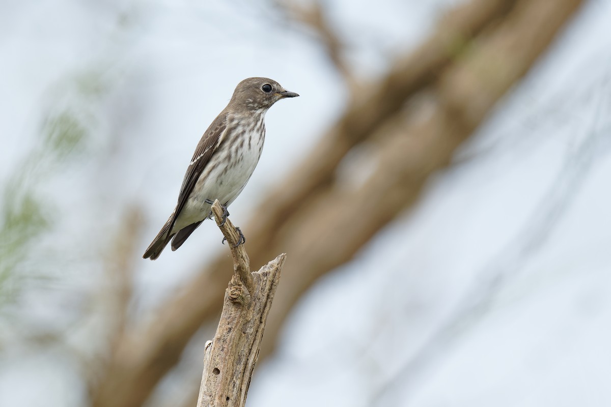 Gray-streaked Flycatcher - ML486925321