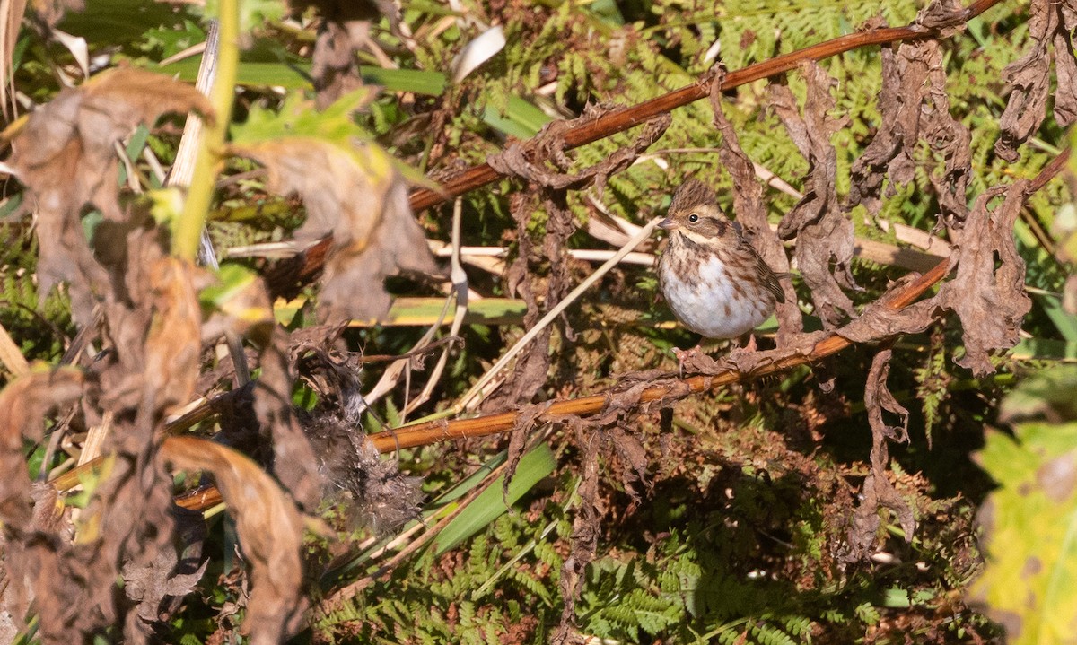 Rustic Bunting - ML486926191