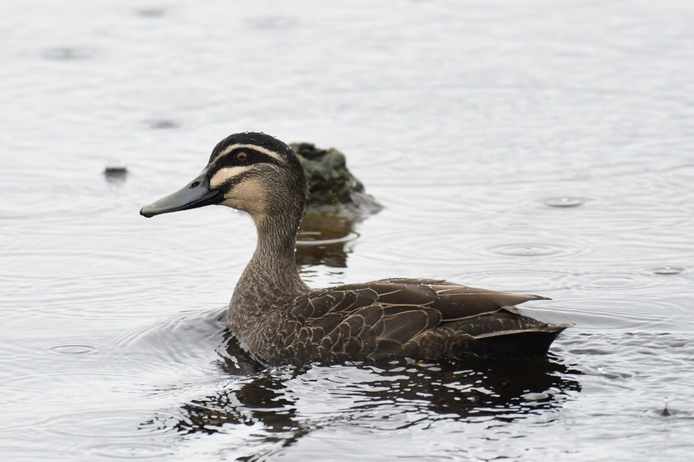 Pacific Black Duck - ML486928011