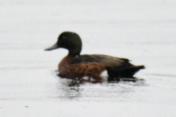 Chestnut Teal - Russell Waugh