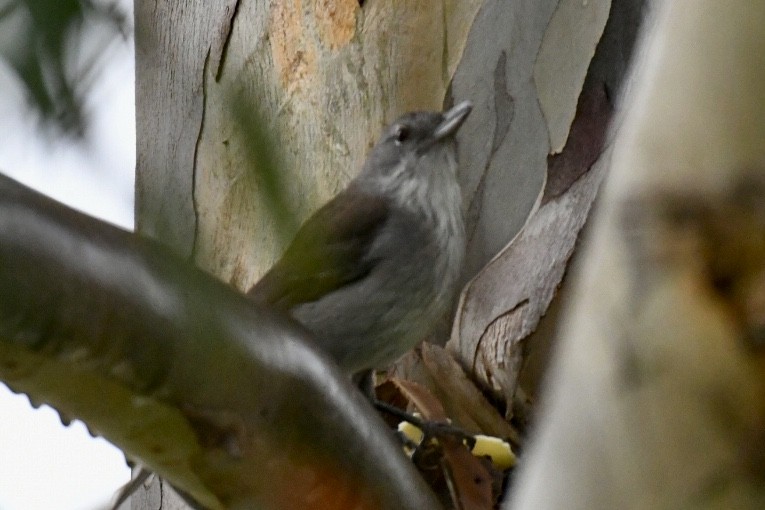 Gray Shrikethrush - ML486928191