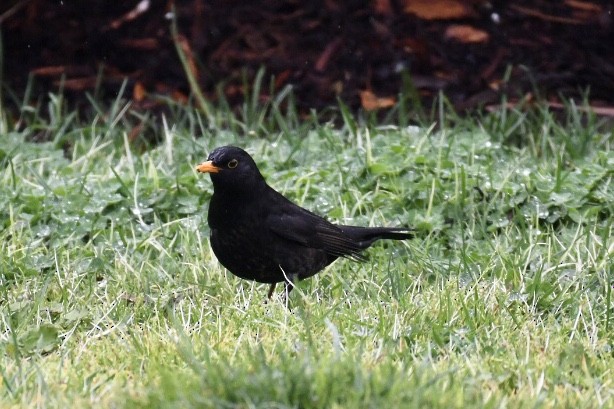 Eurasian Blackbird - ML486928331