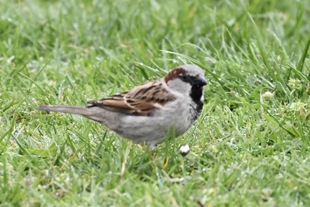 House Sparrow - ML486928411